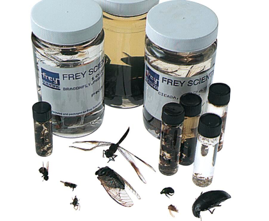 INSECT SURVEY SET SET/18