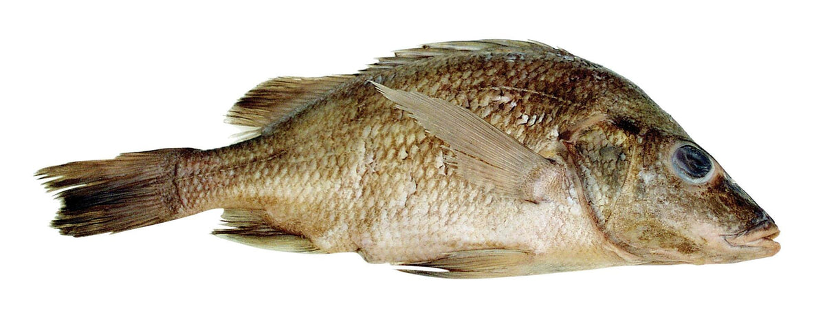 PERCH PLAIN 9-12IN WET PAIL/50