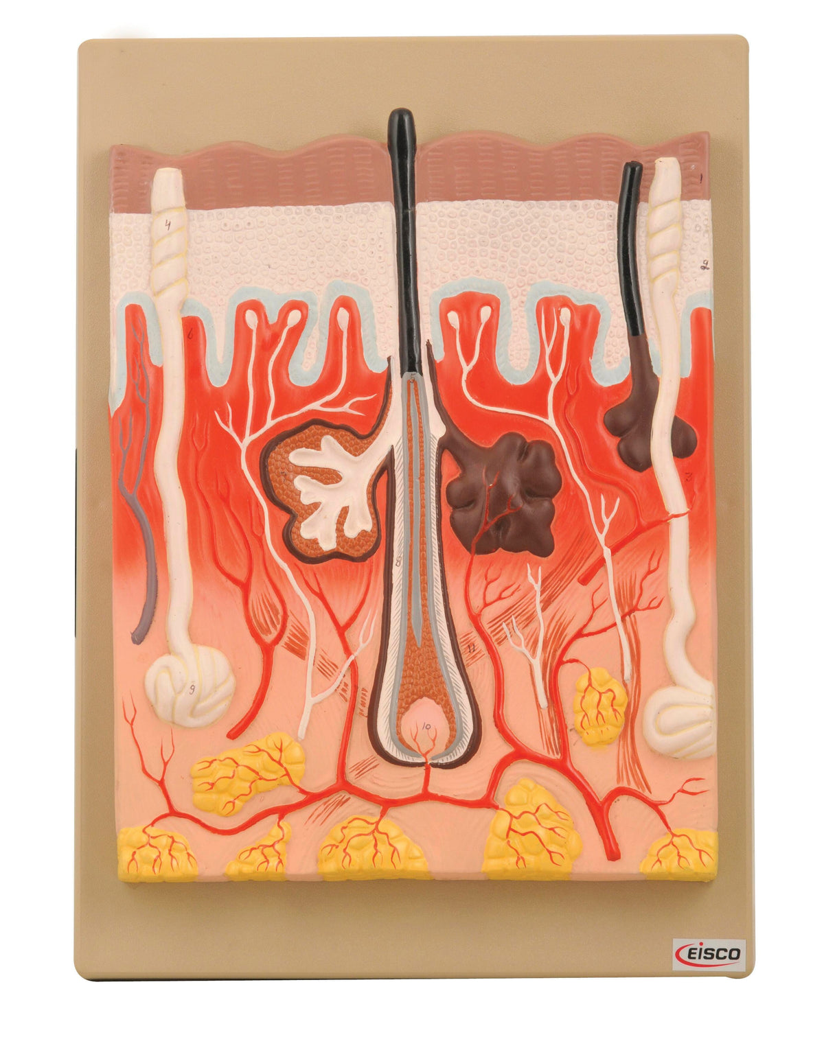 MODEL HUMAN SKIN 300X