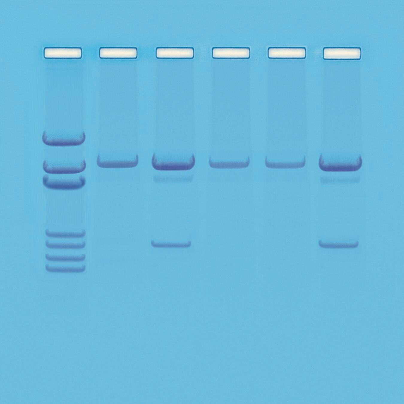 KIT DETECTION OF GENETICALLY MODIFIED ORGANISMS