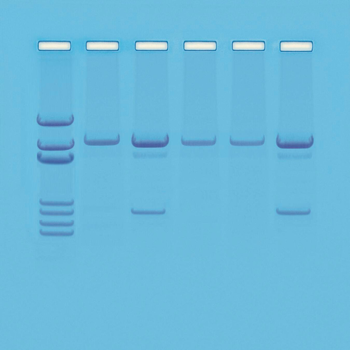 KIT DETECTION OF GENETICALLY MODIFIED ORGANISMS