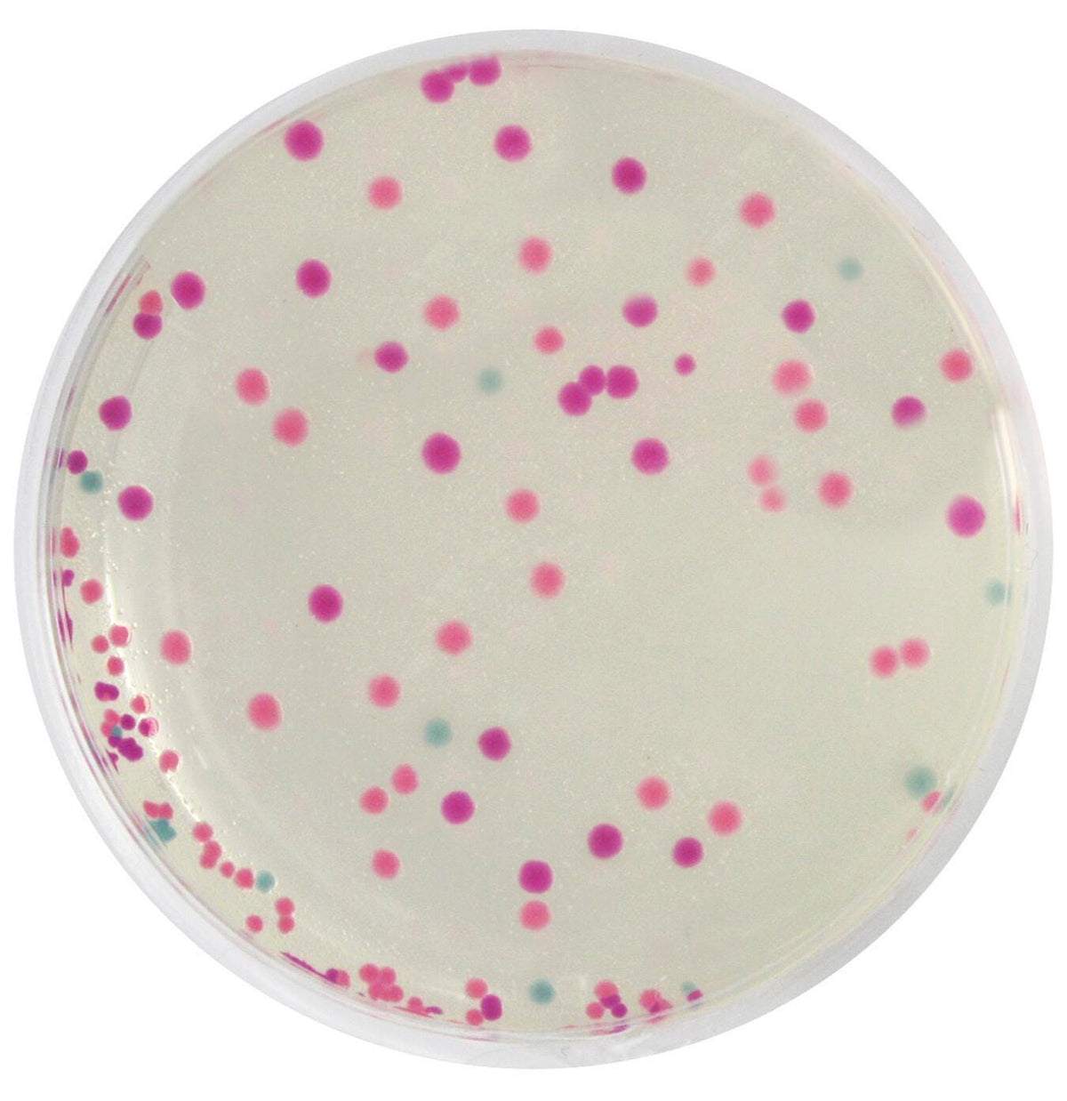 KIT RAINBOW TRANSFORMATION