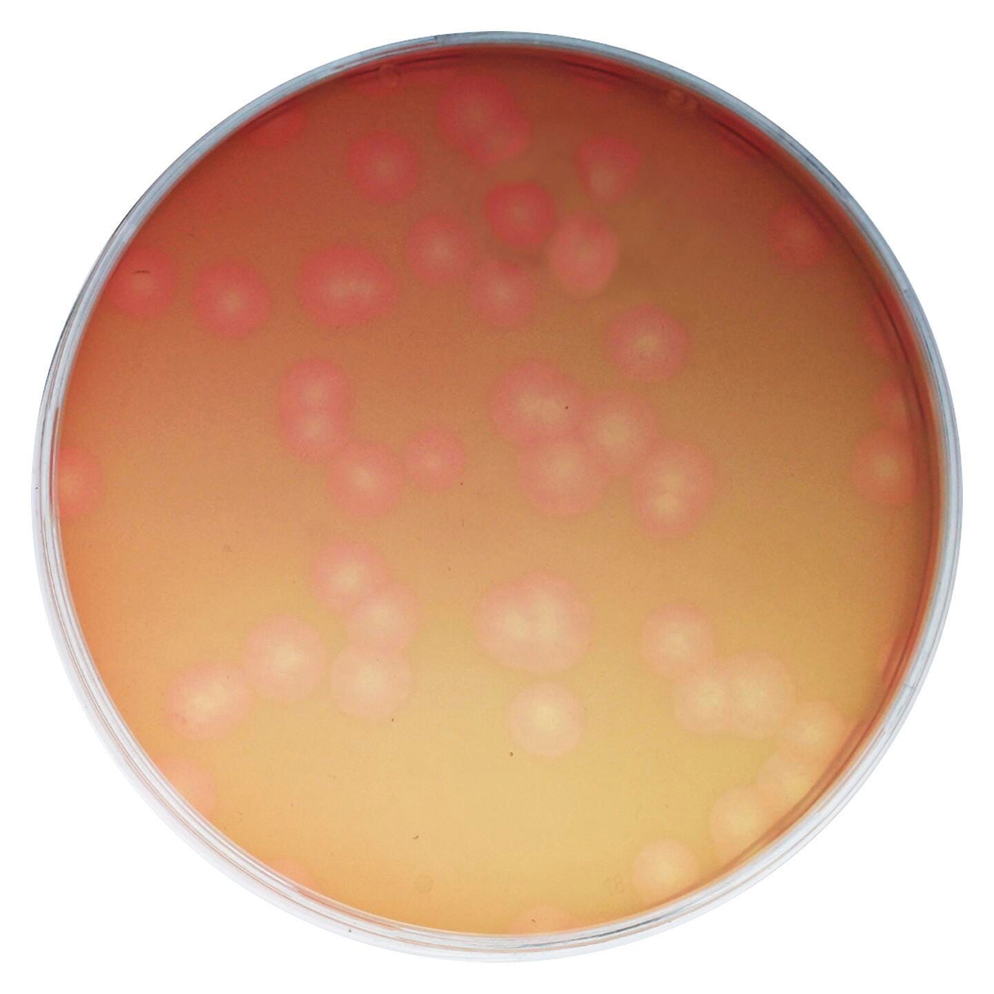 KIT GOING UNVIRAL VIRUS QUANTIFICATION USING PLAQUE ASSAYS