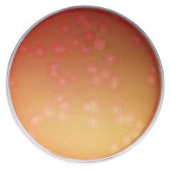 KIT GOING UNVIRAL VIRUS QUANTIFICATION USING PLAQUE ASSAYS