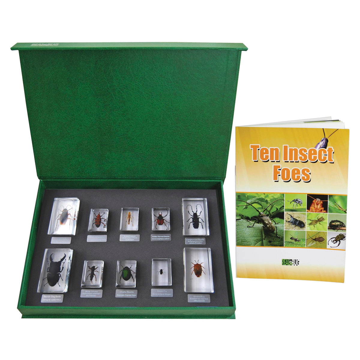 BLOCK 10 INSECT FOES T210