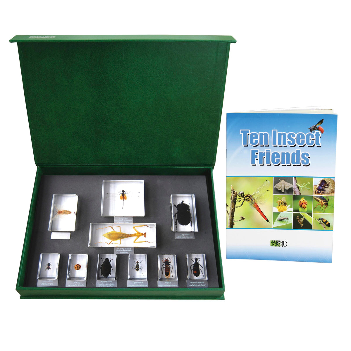 BLOCK 10 INSECT FRIENDS T211