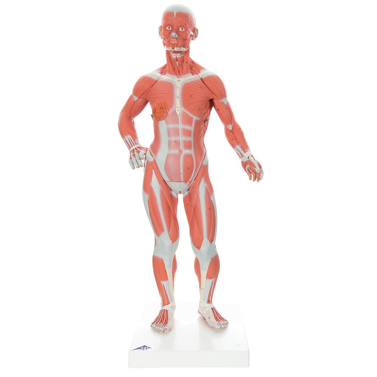 MODEL MUSCULAR FIGURE 2-PART