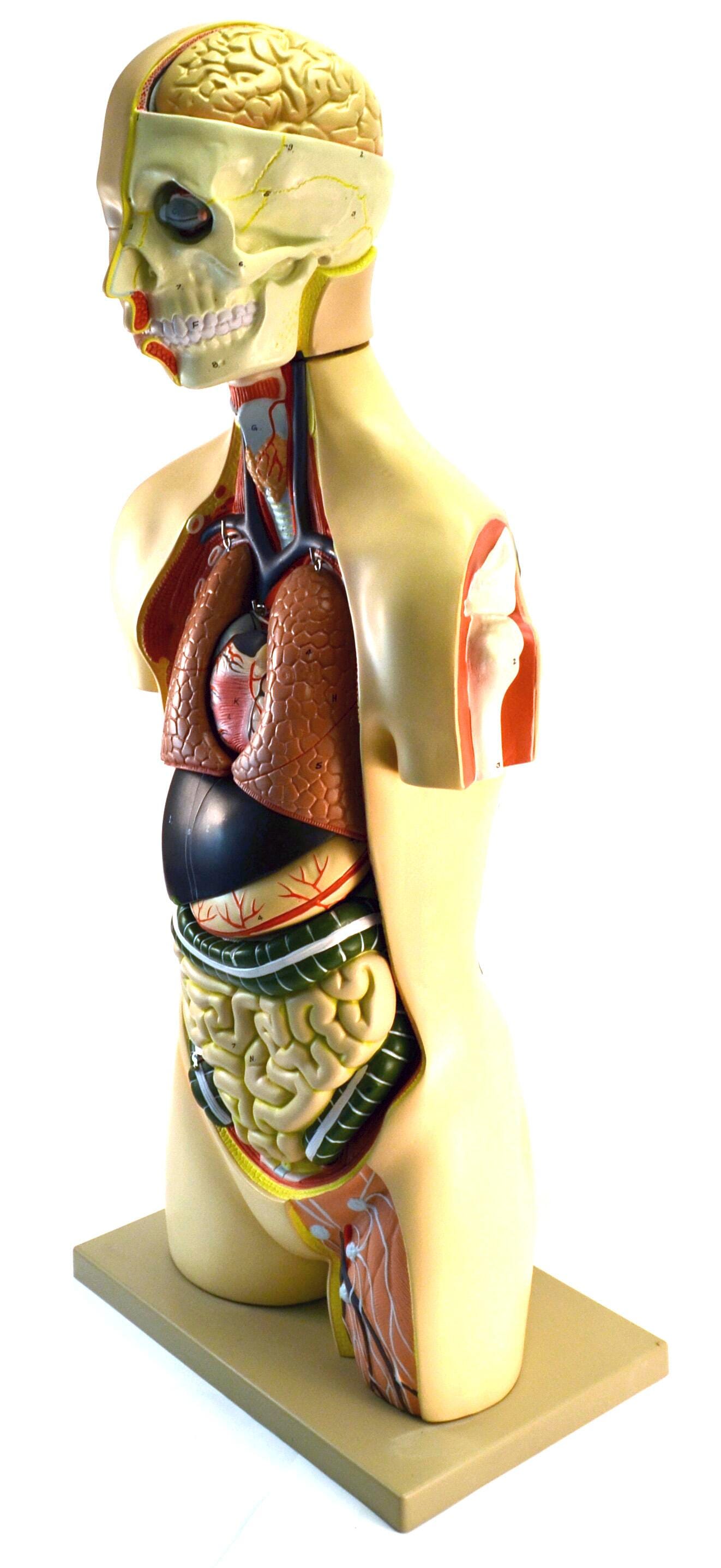 MODEL TORSO UNISEX 17-PART