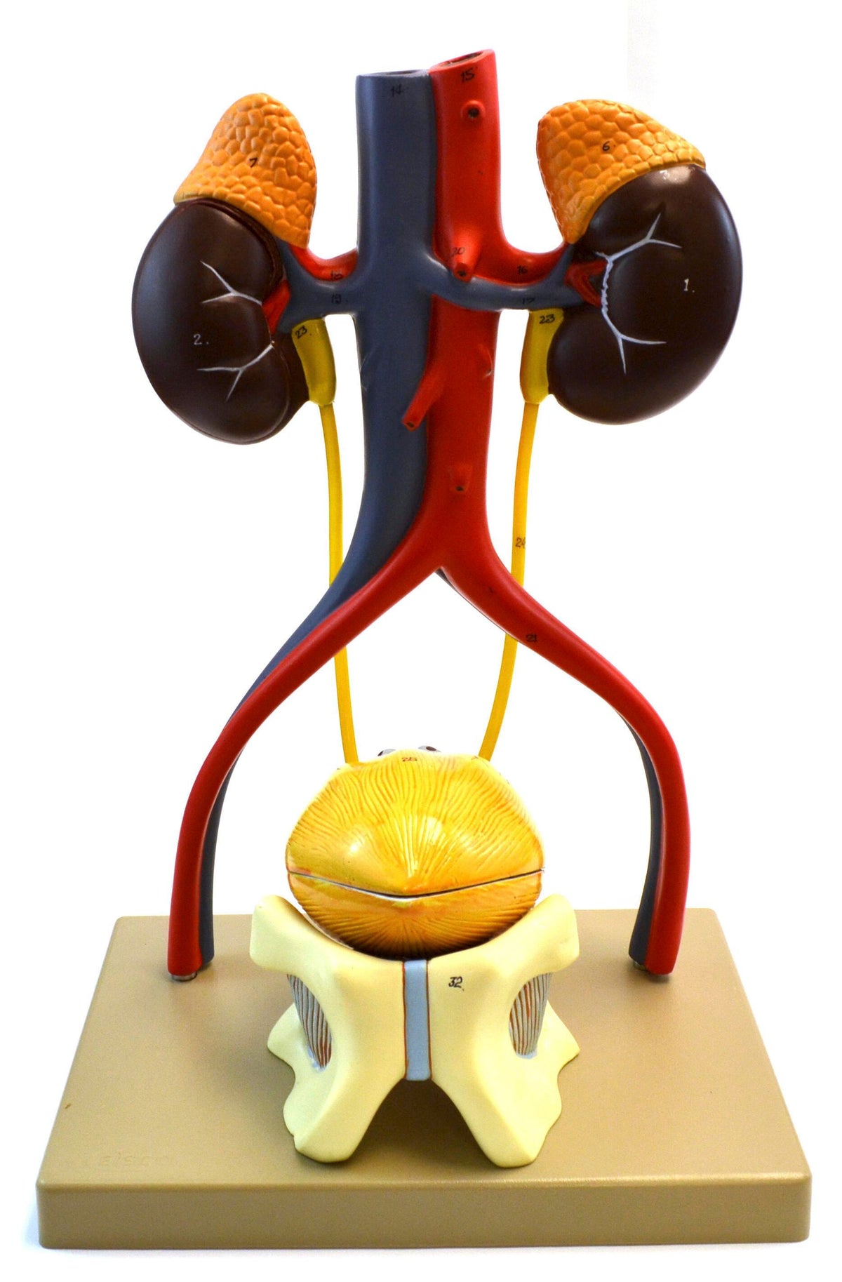 MODEL URINARY SYTEM