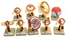 MODEL PERIOD OF GESTATION SET OF 9