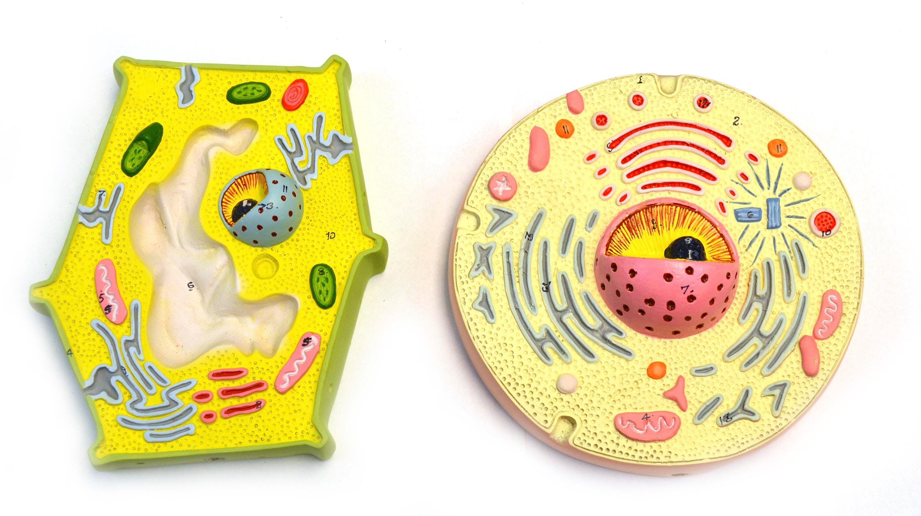 MODEL PLANT AND ANIMAL CELL COMPARISON