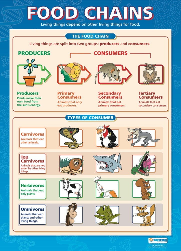 Food Chains/Food Cycle Poster Set 2