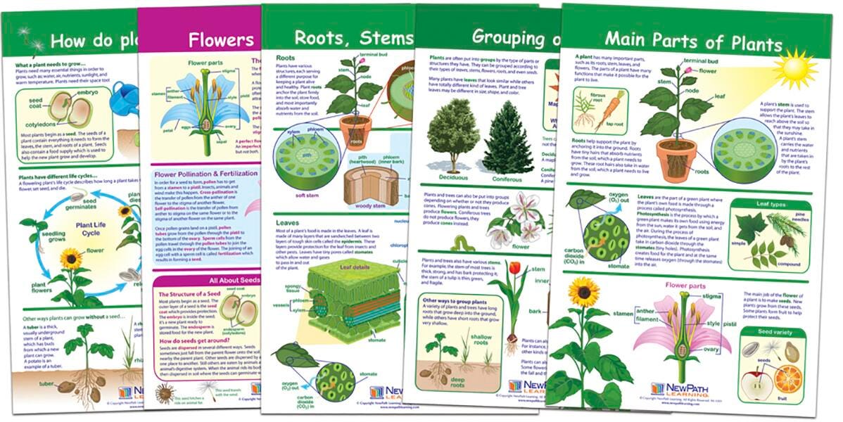 CHARTS BB ALL ABOUT PLANTS SET/5 GR3-5