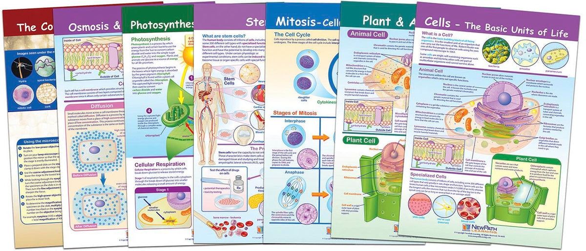 CHARTS BB MS CELLS SET/7