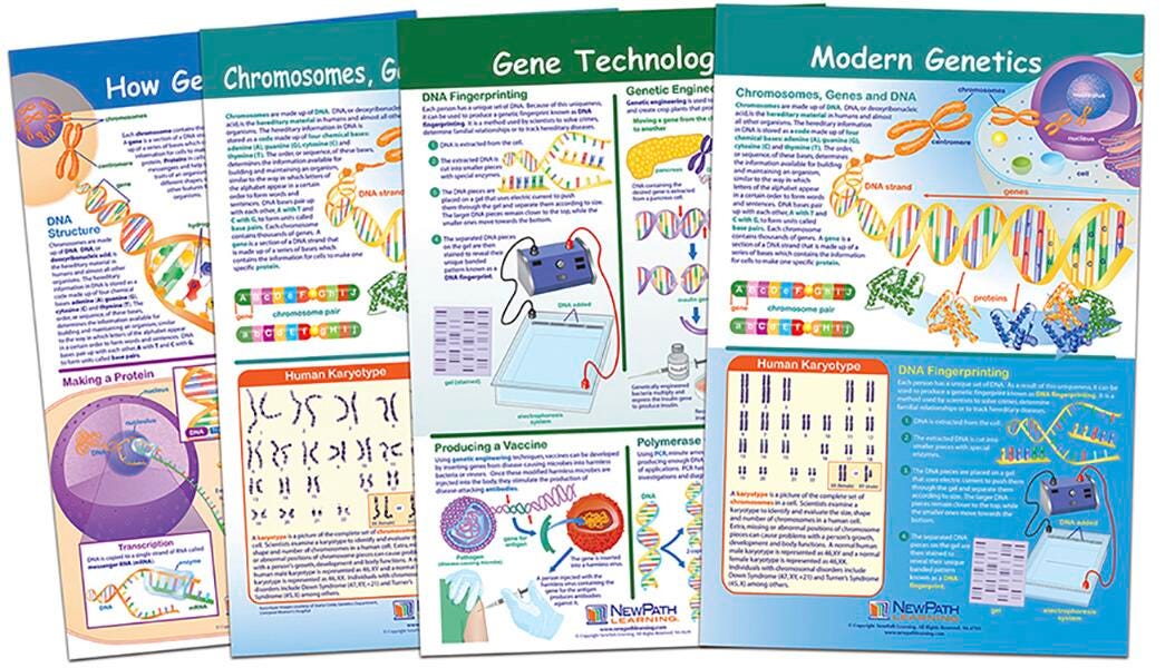 CHARTS BB MS CHROMOSOMES SET/4