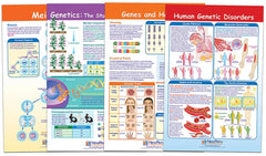 CHARTS BB MS GENETICS + HEREDITY SET/4