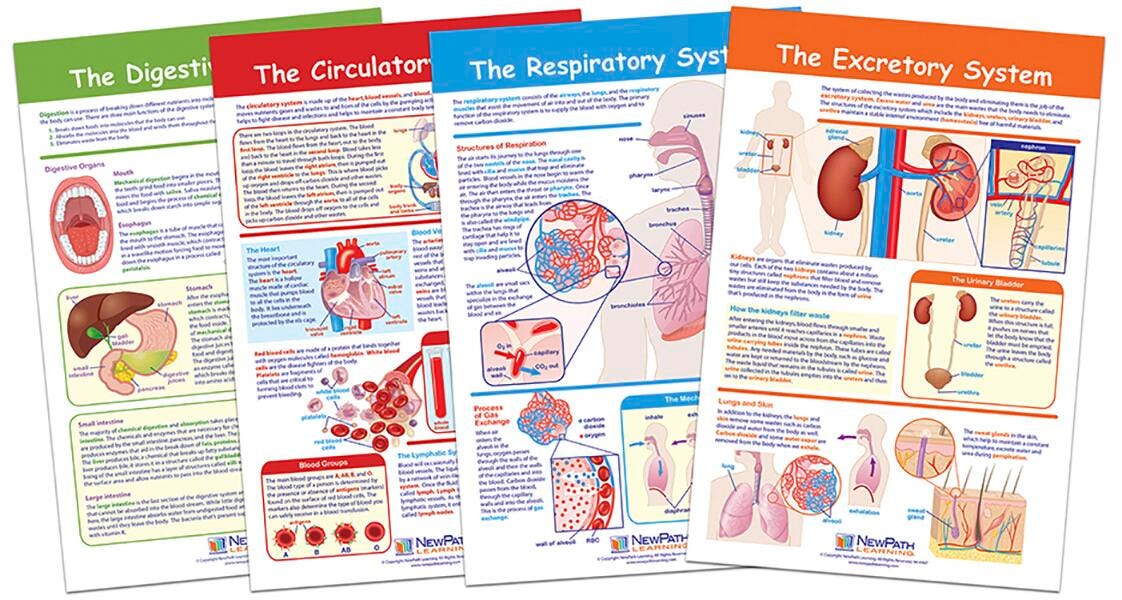CHARTS BB MS PROVIDING FUEL + TRANSPORATION HUMAN BODY SET/4