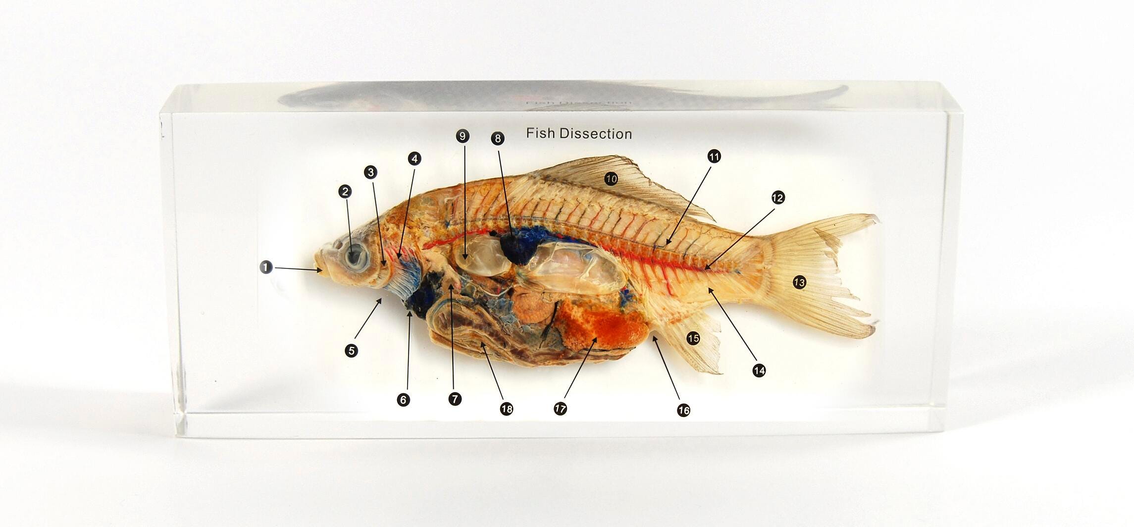 SPECIMEN BLOCK FISH DISSECTION