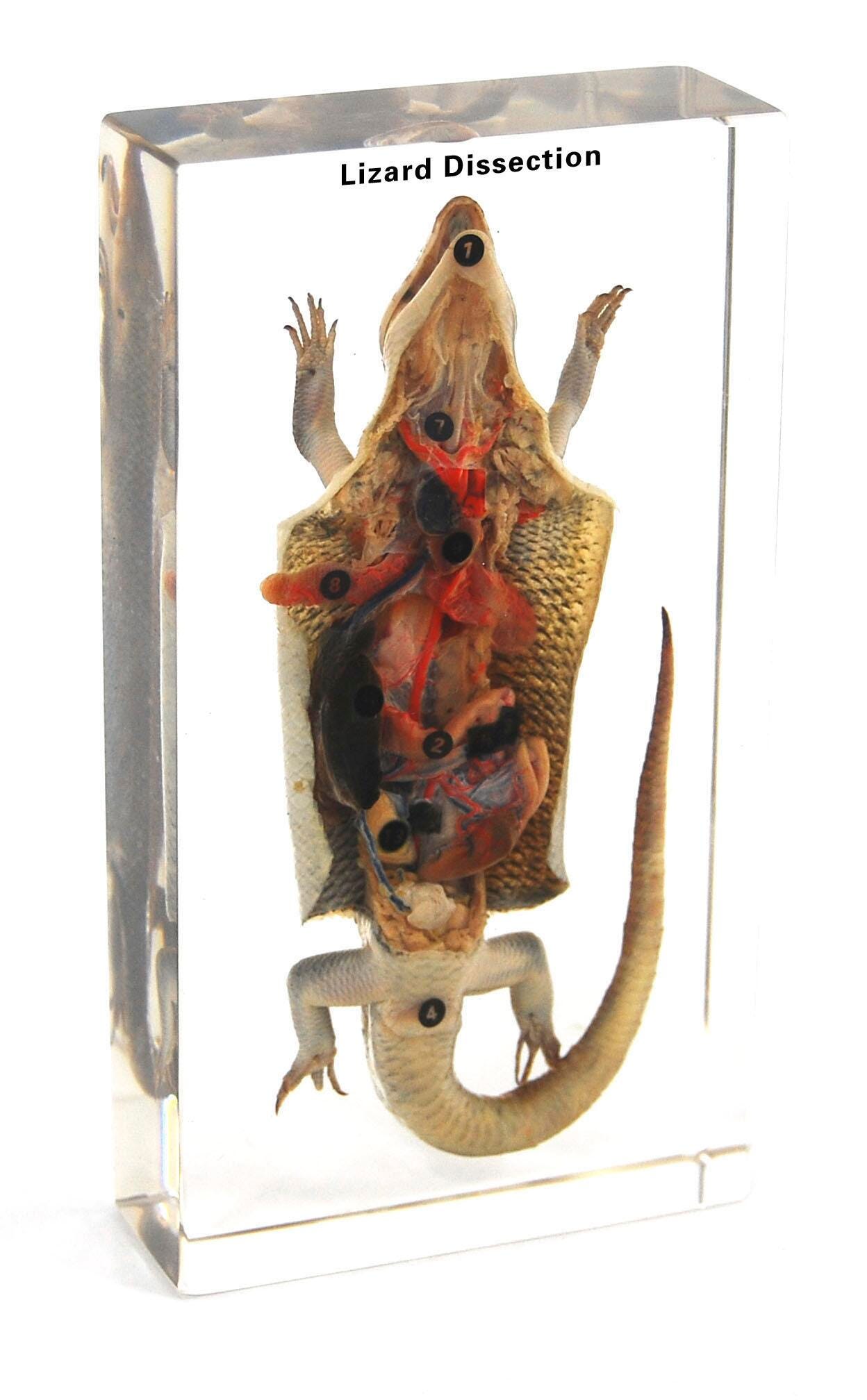 SPECIMEN BLOCK LIZARD DISSECTION