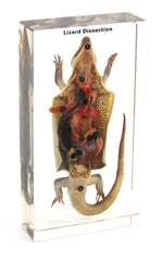 SPECIMEN BLOCK LIZARD DISSECTION