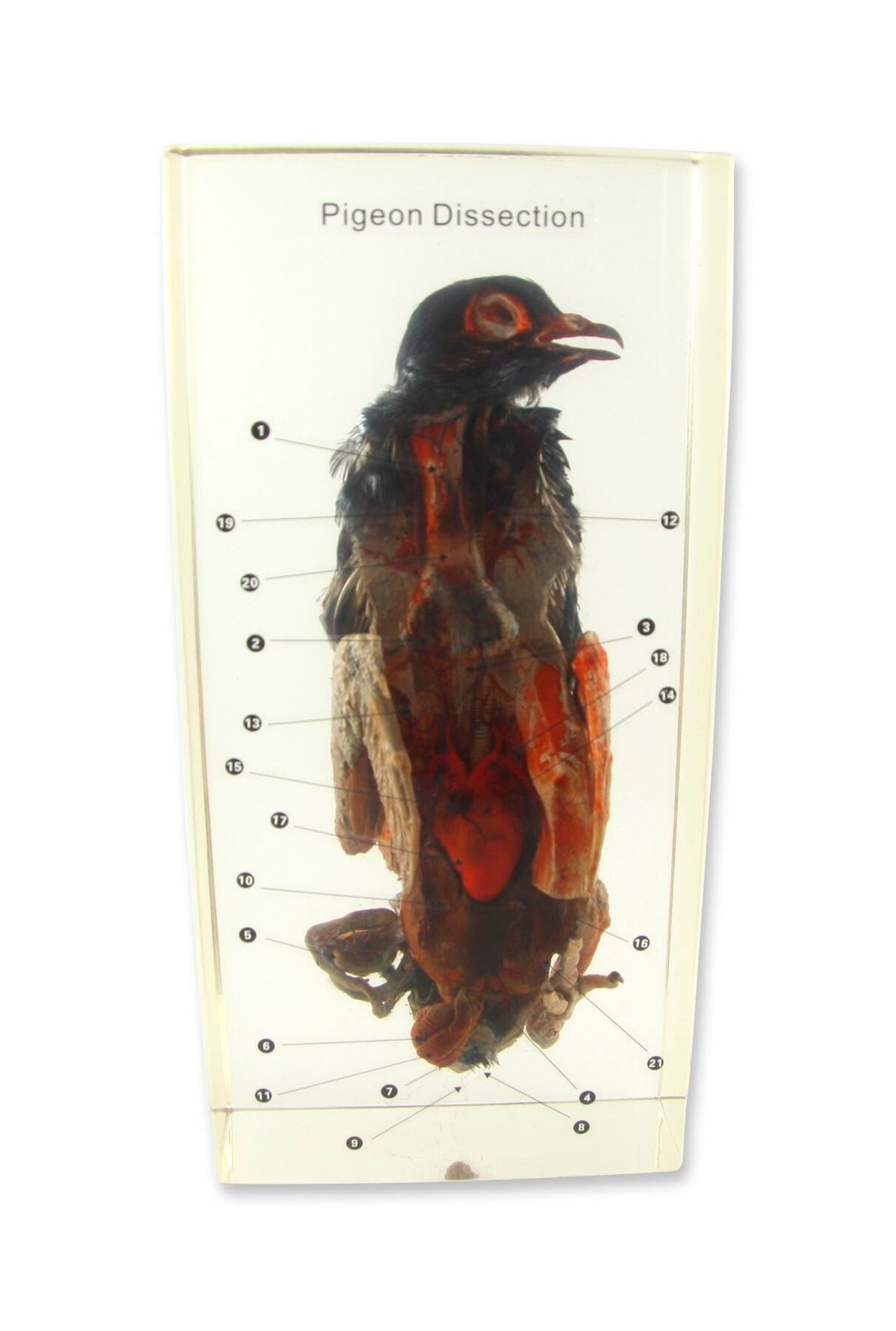 Block Dissection SPECIMEN BLOCK PIGEON DISSECTION | Eduplan International