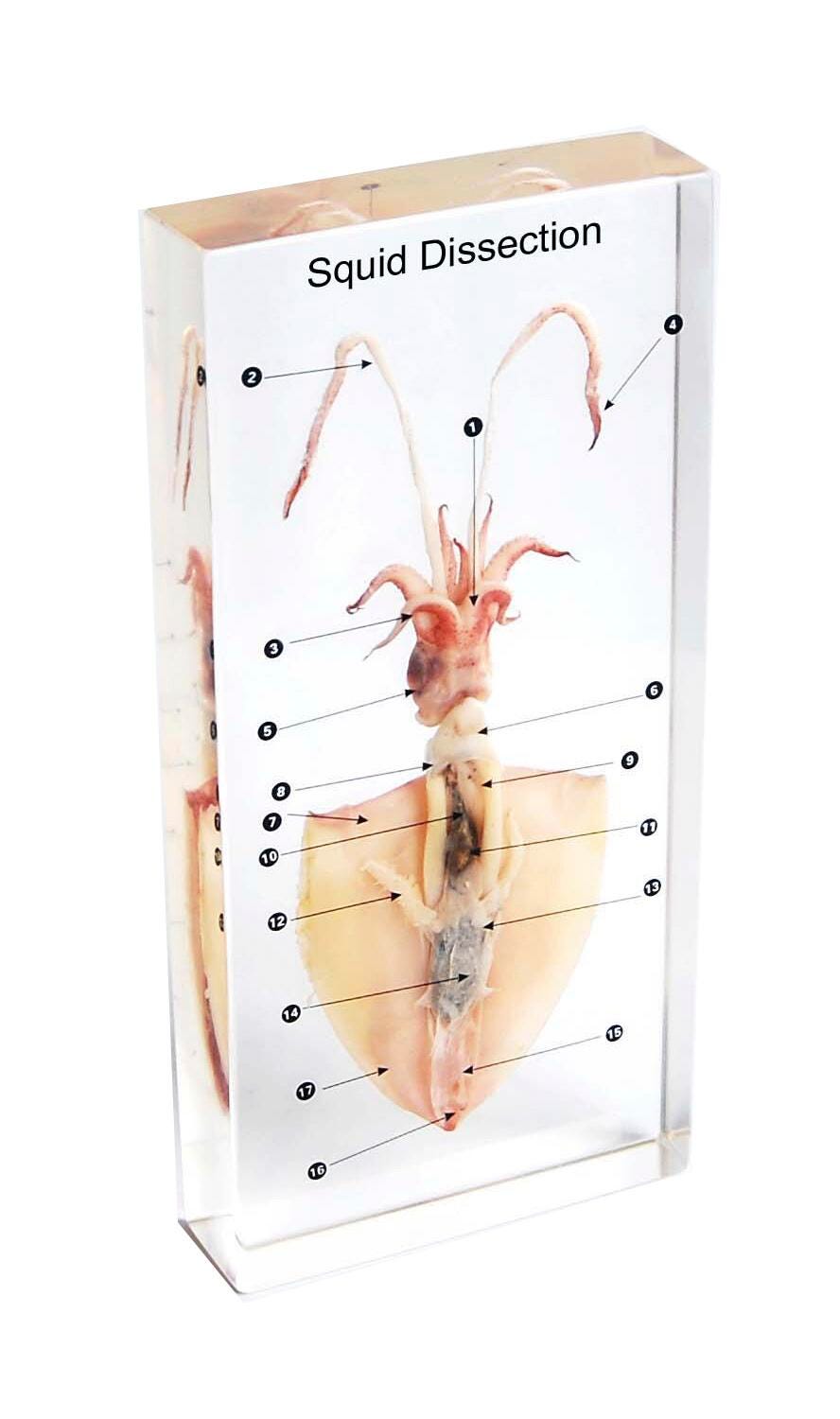 SPECIMEN BLOCK SQUID DISSECTION