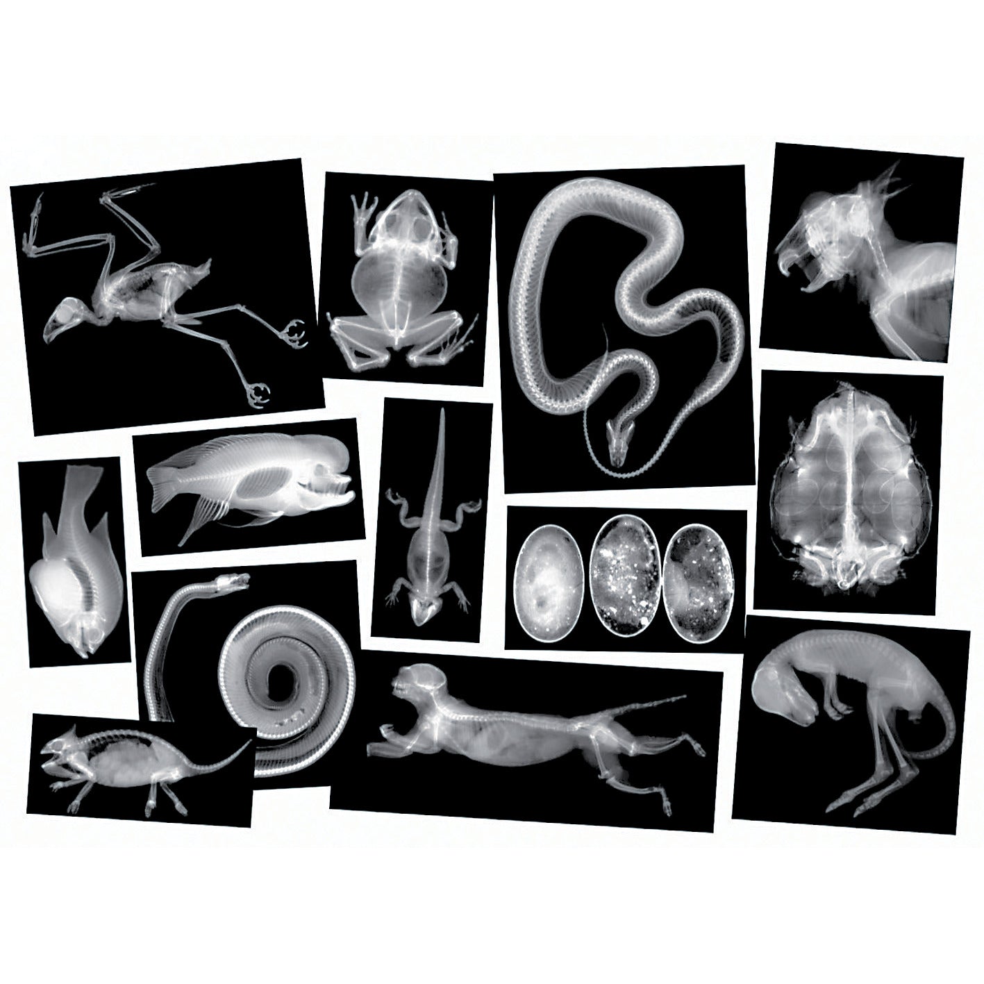 X-Rays Animals 5910