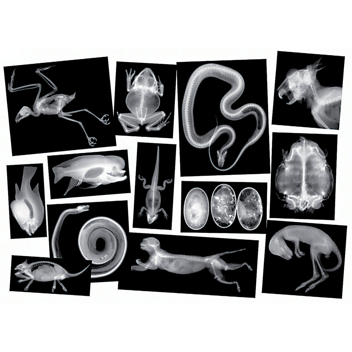 X-Rays Animals 5910