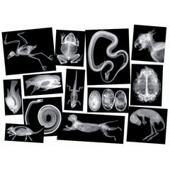 X-Rays Animals 5910