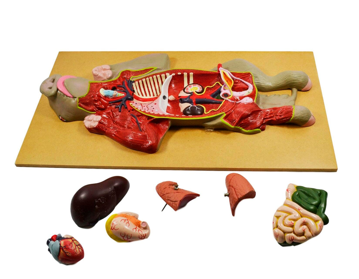 MODEL PIG DISSECTION