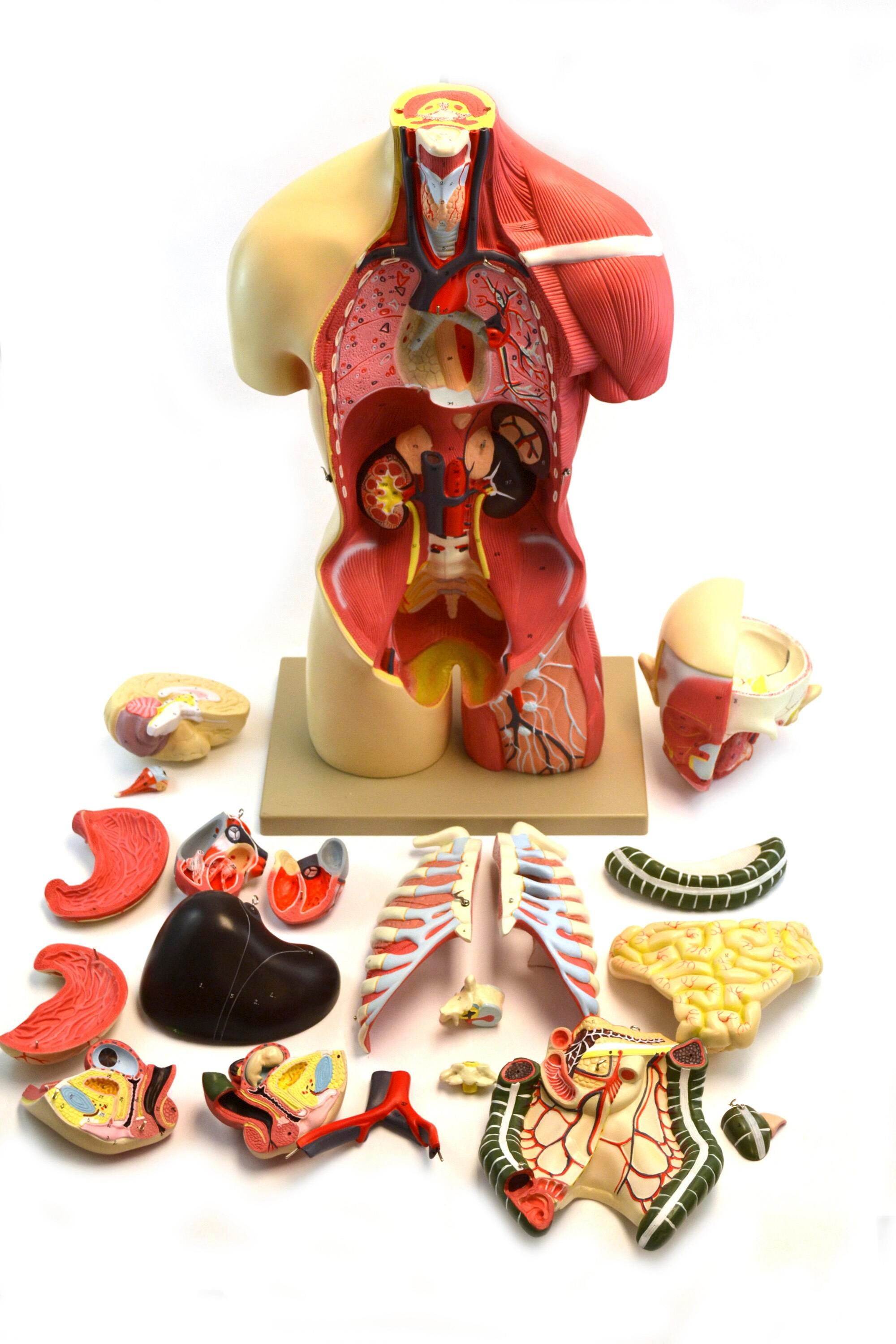 MODEL MUSCULAR TORSO 19 PART