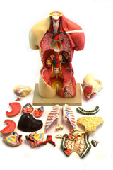 MODEL MUSCULAR TORSO 19 PART