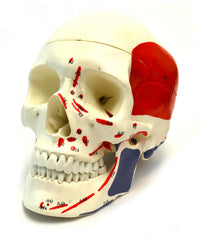 MODEL SKULL PAINTED MUSCLE