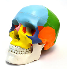 MODEL SKULL COLOR CODED