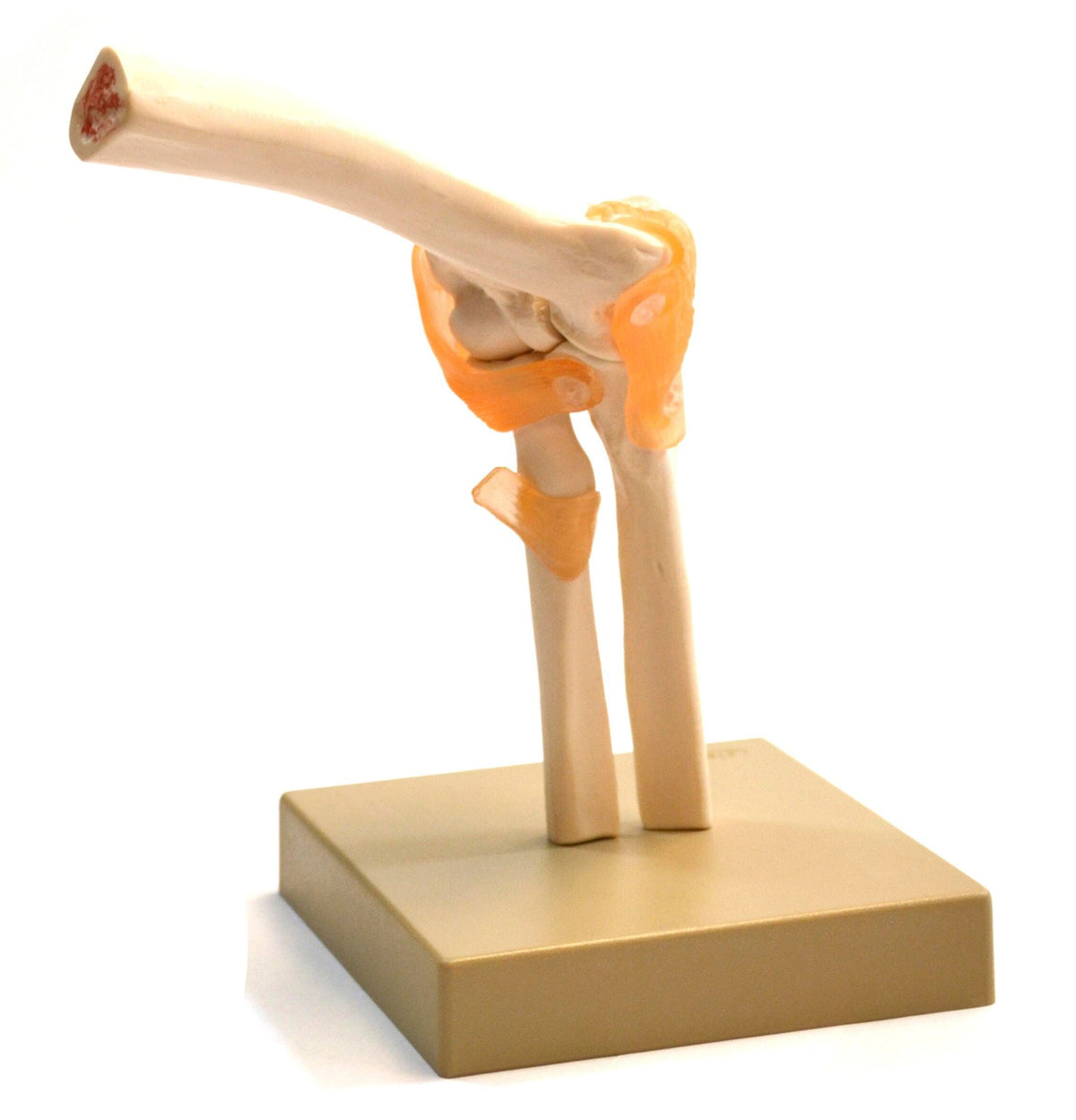 MODEL HUMAN ELBOW JOINT