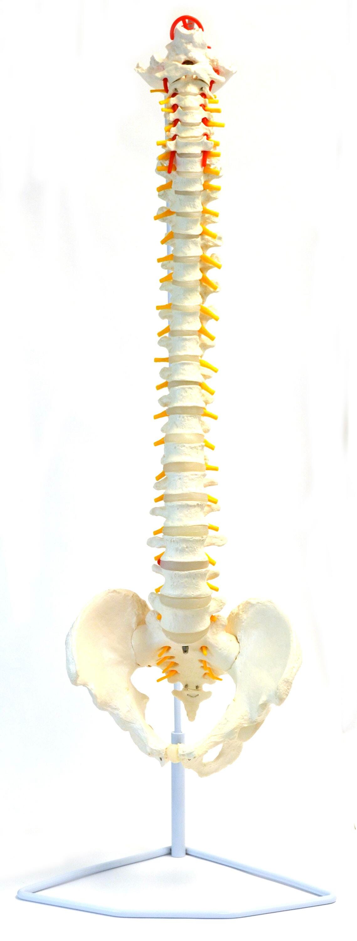 MODEL HUMAN SPINE