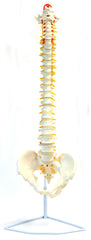 MODEL HUMAN SPINE