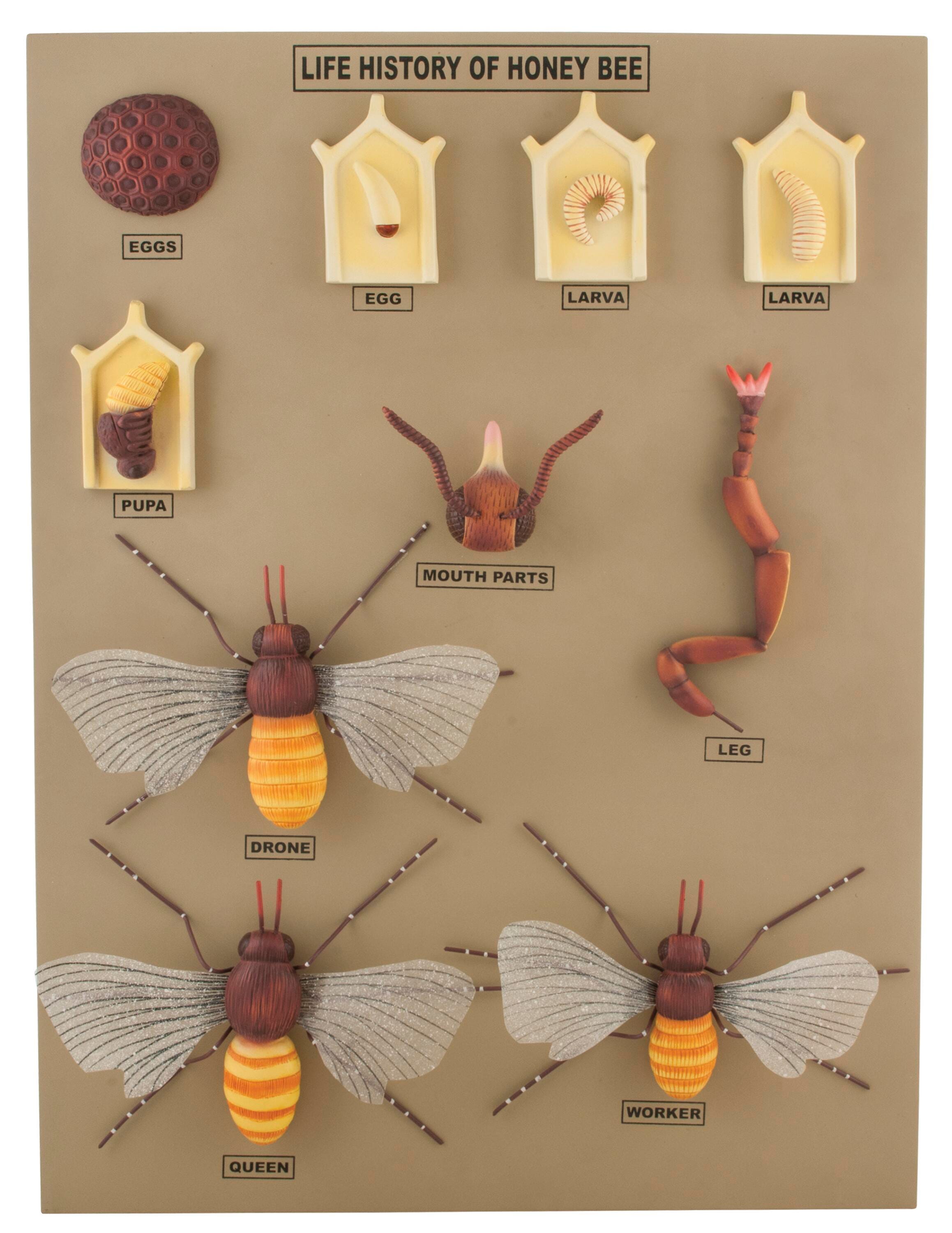 MODEL HONEY BEE LIFE CYCLE