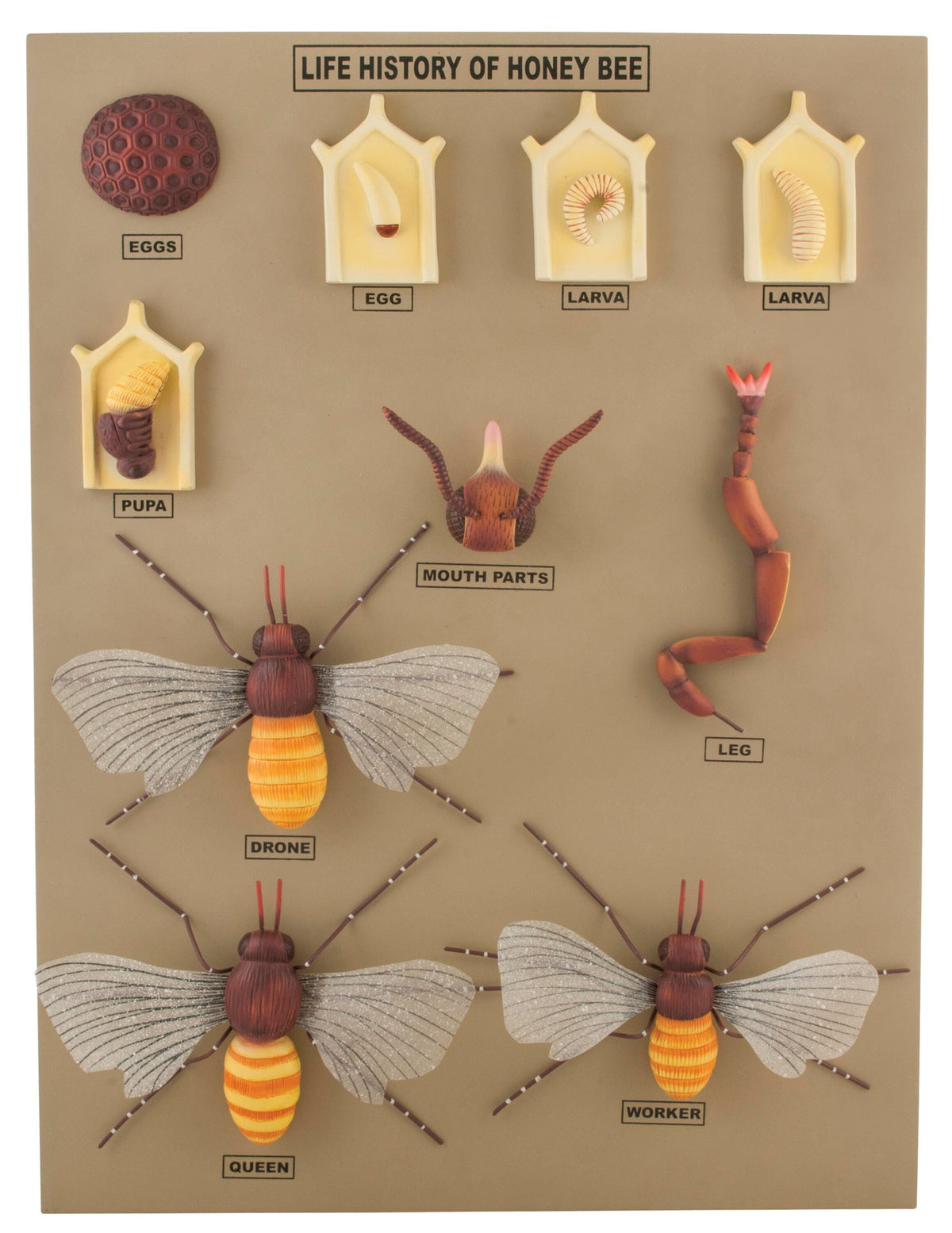 MODEL HONEY BEE LIFE CYCLE