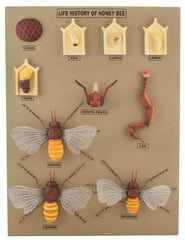 MODEL HONEY BEE LIFE CYCLE