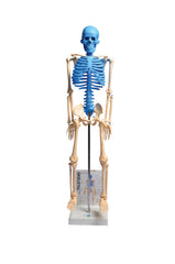 DISC-MODEL HUMAN SKELETON W/GUIDE