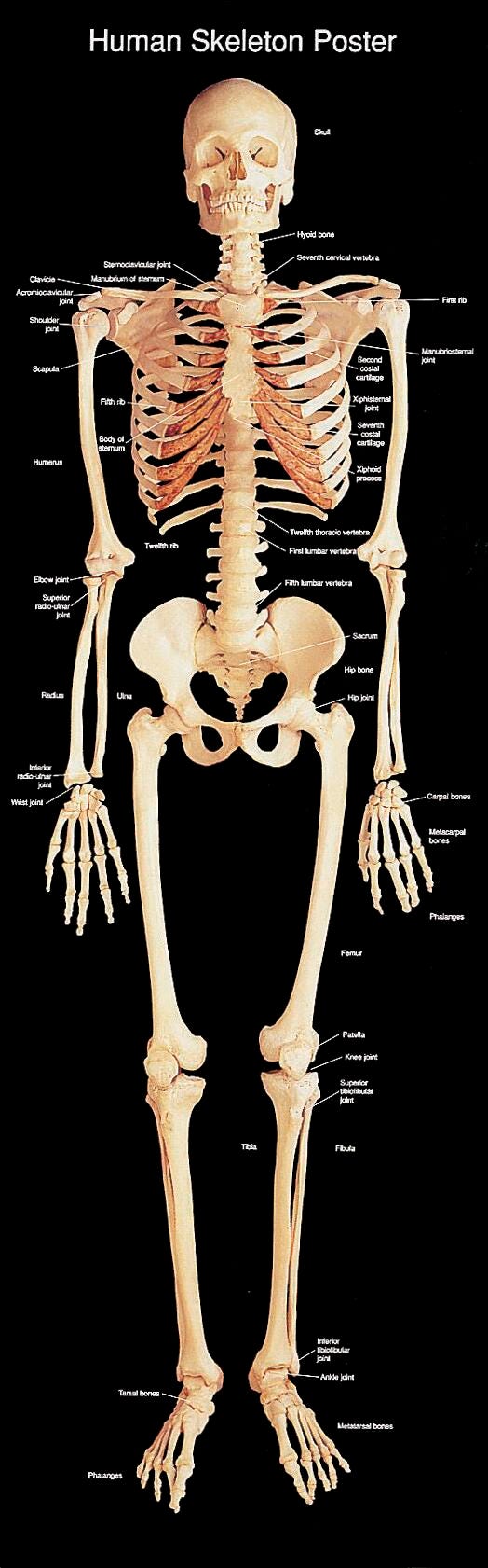 POSTER HUMAN SKELETON LIFE-SIZE