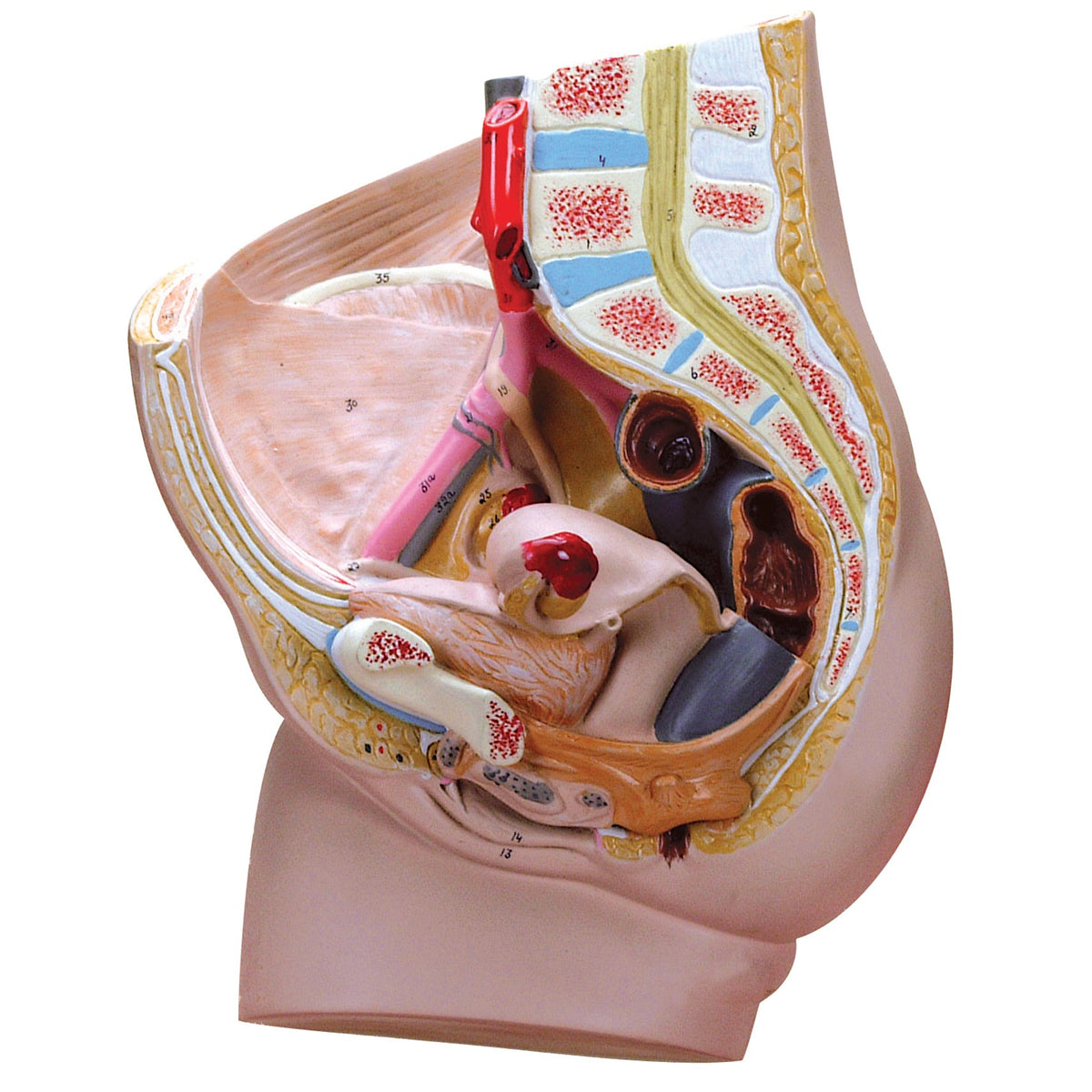 Female Pelvis Section