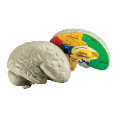 Learning Resources Anatomical Brain Model