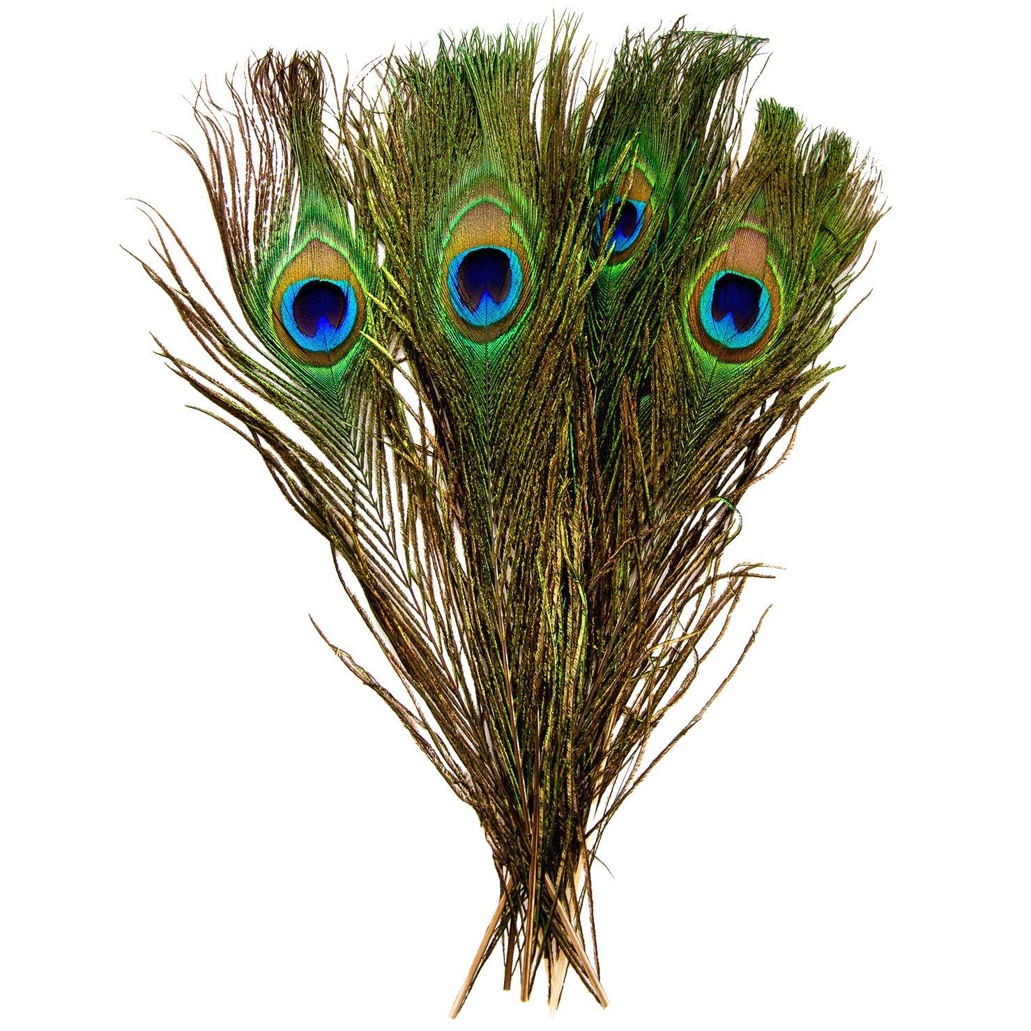 Peacock Feathers Pack 10.