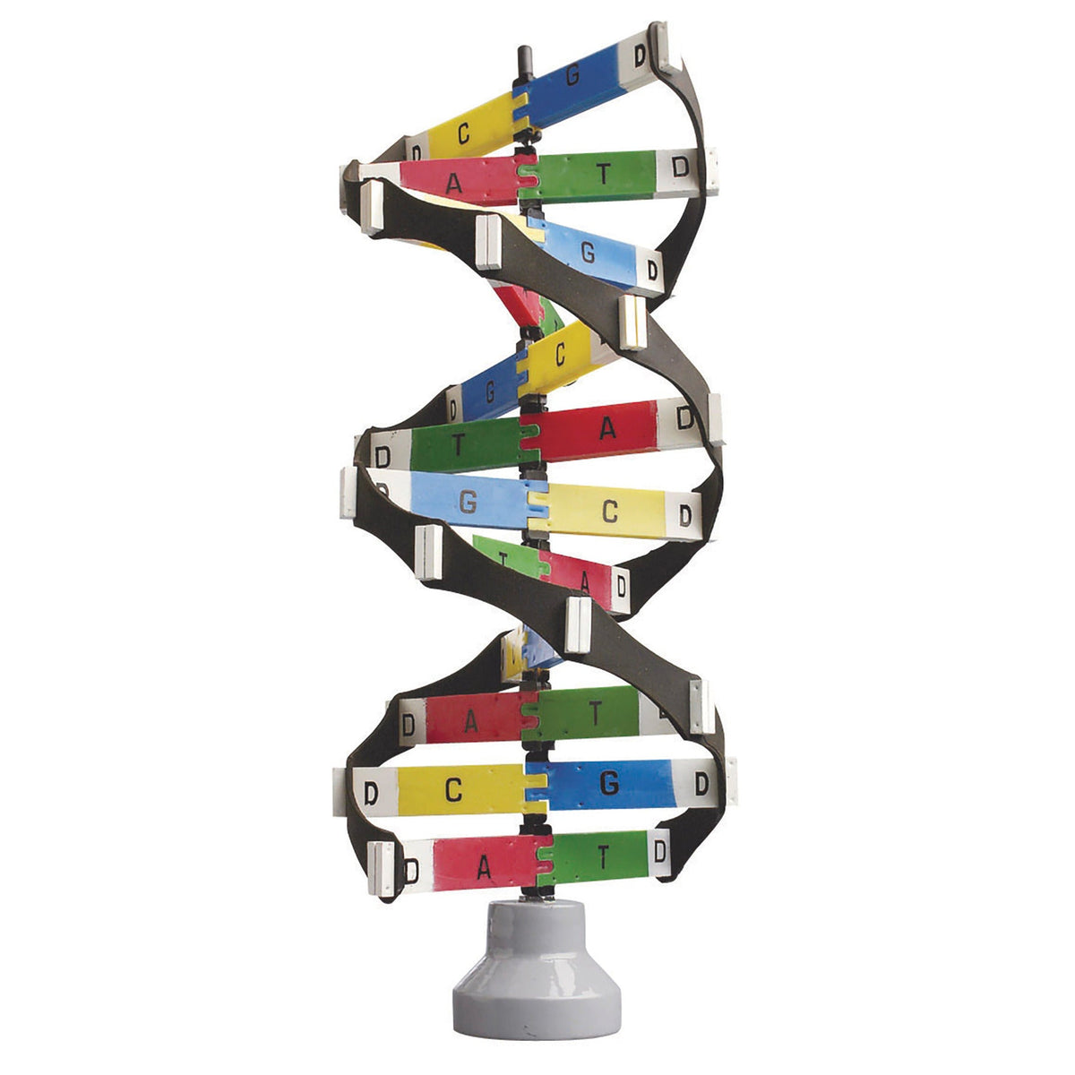 Dna Model