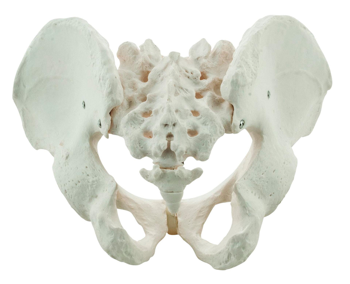 MODEL MALE PELVIS SKELETON