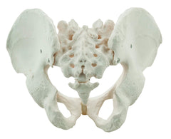 MODEL MALE PELVIS SKELETON