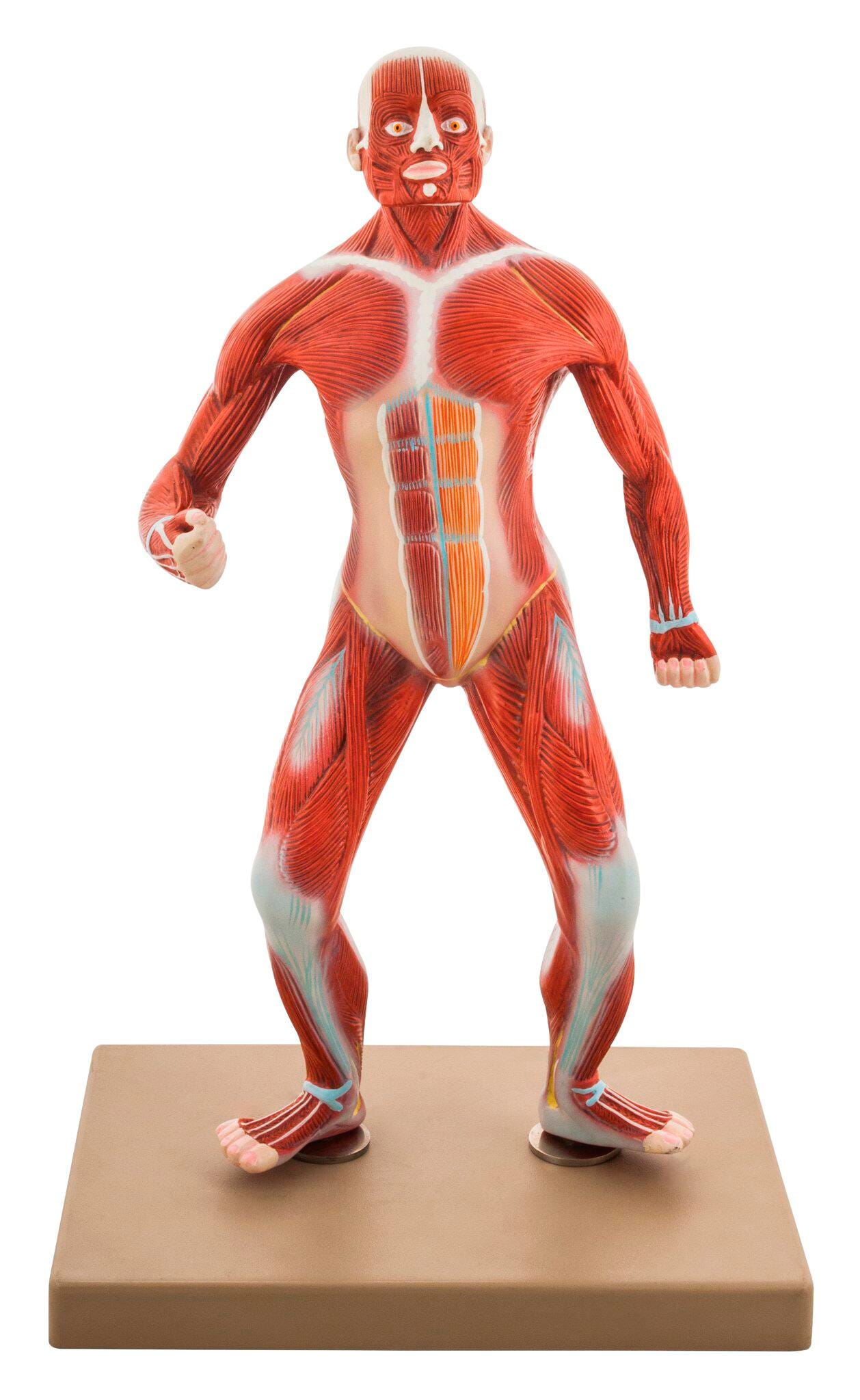 MODEL MUSCULAR BODY