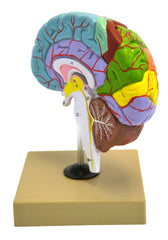 MODEL FUNCTIONING BRAIN